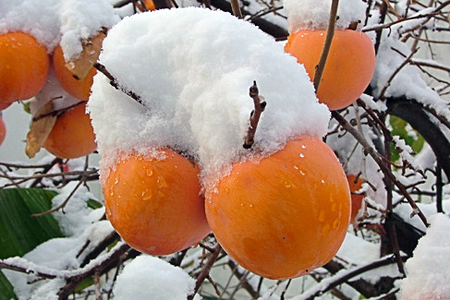 Новосибирский Россельхознадзор вернул в Казахстан 18 тонн киргизской хурмы Новосибирский Россельхознадзор вернул в Казахстан 18 тонн киргизской хурмы