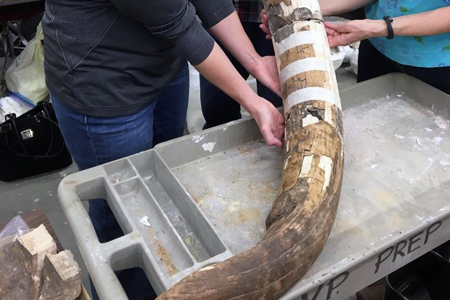 Ученые нашли следы древних сибиряков в пещерах США