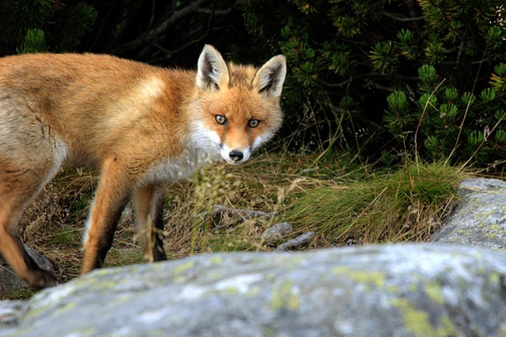 Новосибирские власти объявили карантин по бешенству в Каргате