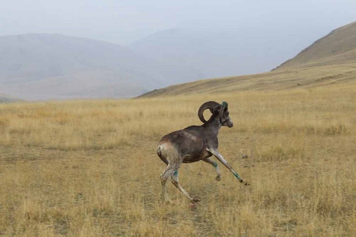 Аргали из новосибирского зоопарка выпустили в нацпарке на Алтае Аргали из новосибирского зоопарка выпустили в нацпарке на Алтае