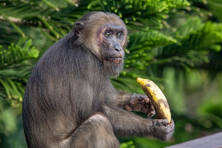 Новосибирский центр «Вектор» закупил макак без антител к коронавирусу
