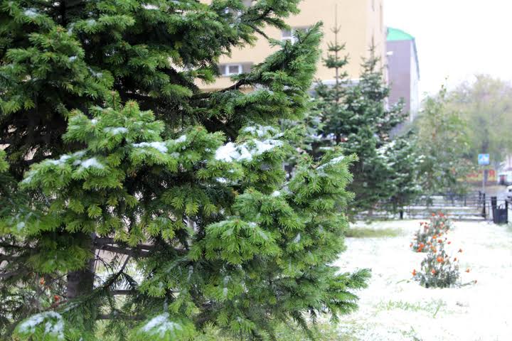 Новосибирская область погрузилась в 11-сантиметровые сугробы 