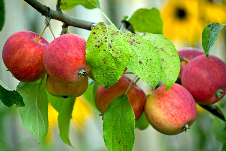 Новосибирец убил женщину, не разрешавшую рвать ранетки в ее огороде Новосибирец убил женщину, не разрешавшую рвать ранетки в ее огороде