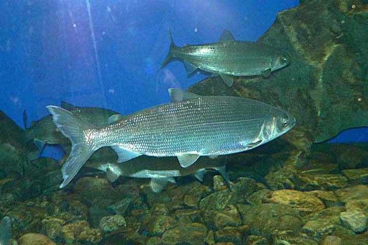 Вылов омуля на Байкале запретят с 2017 года Вылов омуля на Байкале запретят с 2017 года