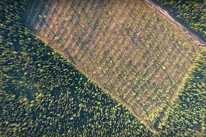 Жители рассказали о росте объемов вырубок леса на Алтае после волны протестов