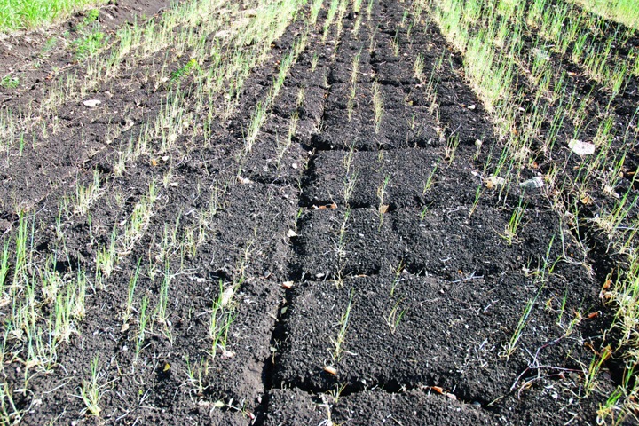 Режим ЧС введен в Алтайском крае из-за засухи Режим ЧС введен в Алтайском крае из-за засухи