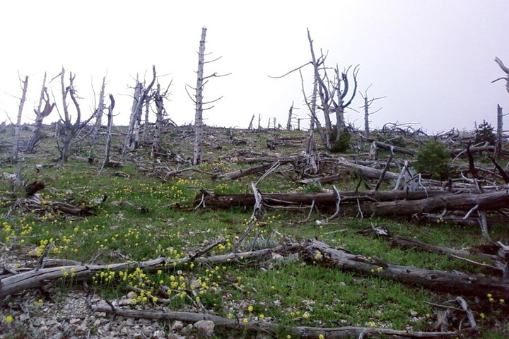 Правительство разрешило новосибирцам собирать валежник
