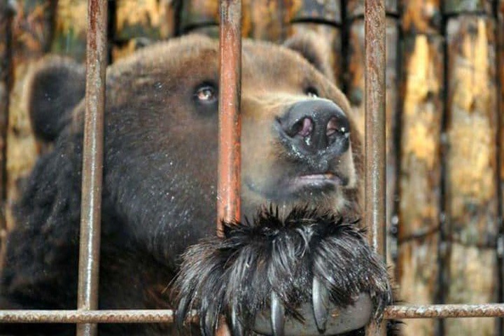 Медведь откусил руку омичу