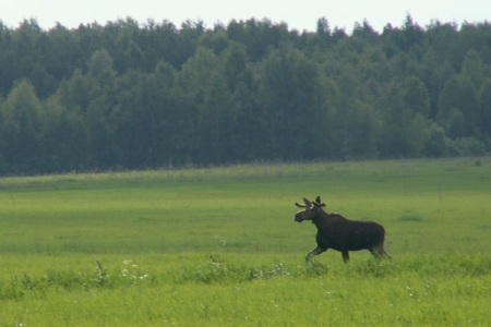 Бывший замначальника ГУ МВД по СФО Александр Никитин поранил руку в ДТП с участием лося
