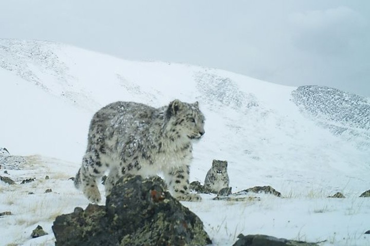 Фотоловушки сняли на Алтае двух новых снежных барсов Фотоловушки сняли на Алтае двух новых снежных барсов