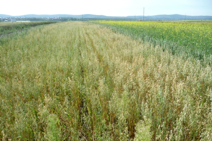 Сибирские ученые предложили фермерам перестать пахать землю Сибирские ученые предложили фермерам перестать пахать землю