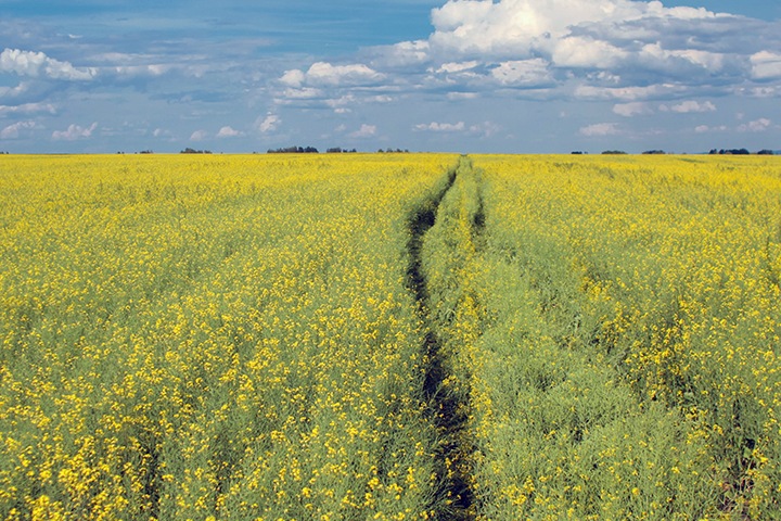 Красноярский агрохолдинг прокомментировал массовую гибель пчел