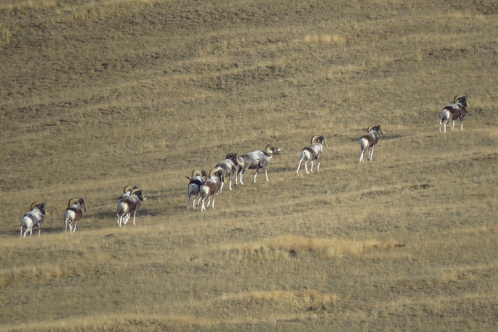 Алтайский нацпарк пересчитал баранов Алтайский нацпарк пересчитал баранов