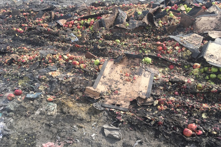 Две тонны санкционных яблок уничтожили в Новосибирске