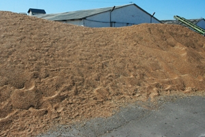 Цены на сибирскую пшеницу продолжают снижаться — НСЗ