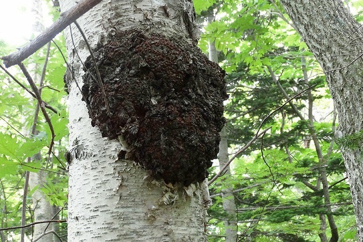 Новосибирские разработчики вакцины от коронавируса доказали противоковидный эффект чаги