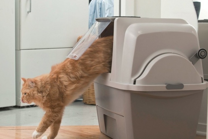 Что понадобится для котенка в первую очередь Что понадобится для котенка в первую очередь