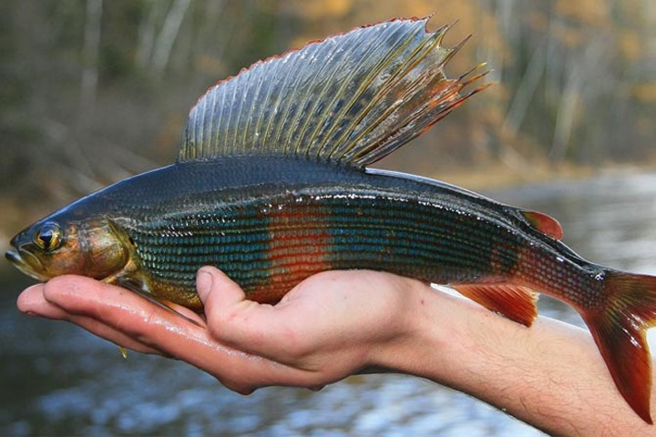 Ихтиологи выяснили, что «лицом» хариуса является его спинной плавник