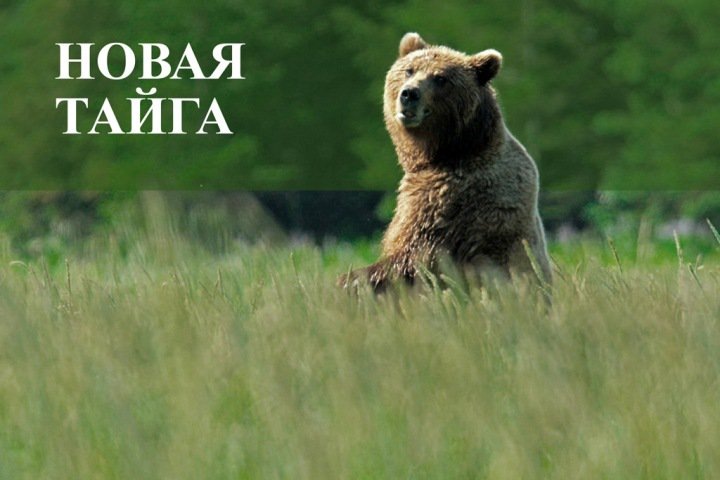 Тайга.инфо увеличила в 2,5 раза отрыв от новосибирских СМИ в рейтинге цитируемости