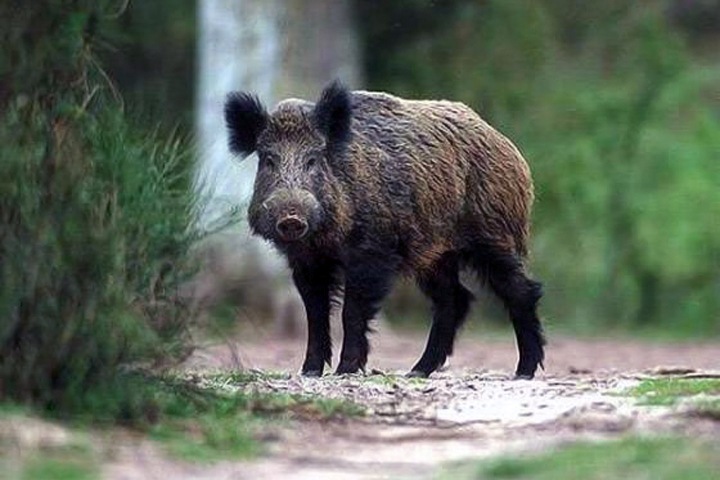 Новосибирские власти поборются с кабанами Новосибирские власти поборются с кабанами
