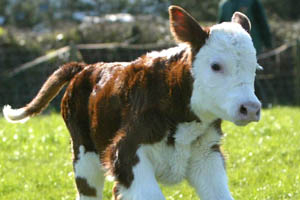 Подозреваемый в краже телят в Красноярском крае повесился в полицейской машине Подозреваемый в краже телят в Красноярском крае повесился в полицейской машине