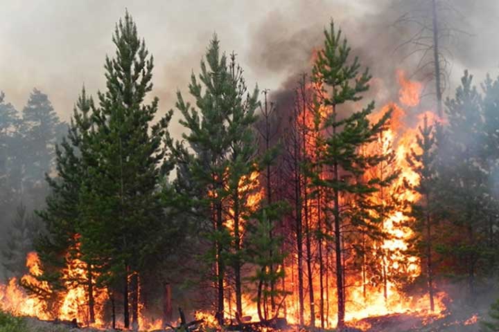 Баргузинский заповедник горит на севере Байкала 
