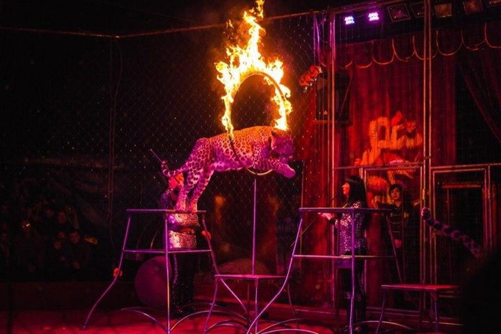 Новосибирский арбитраж не рассмотрел иск цирка-шапито к зоозащитнице из-за болезни судьи Новосибирский арбитраж не рассмотрел иск цирка-шапито к зоозащитнице из-за болезни судьи