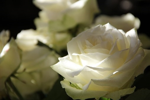 Красивый жест внимания – доставка цветов в Волгограде