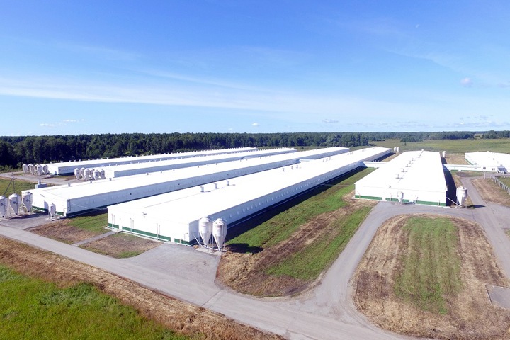 Комиссия нашла источник вони на Кудряшовском мясокомбинате под Новосибирском Комиссия нашла источник вони на Кудряшовском мясокомбинате под Новосибирском