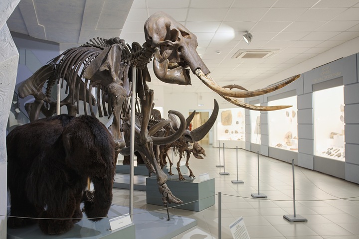 «Посетитель будет как брошенка, один в пустом зале»: директор Новосибирского краеведческого музея о новой реальности