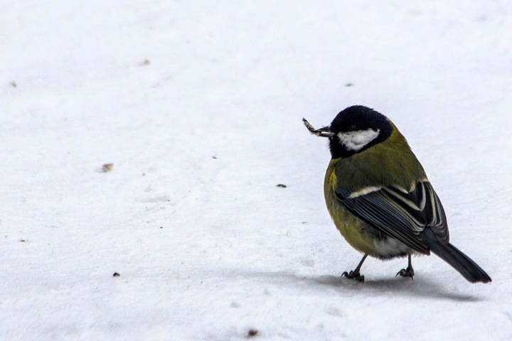 40-градусные морозы сменятся потеплением до -1 в Новосибирской области