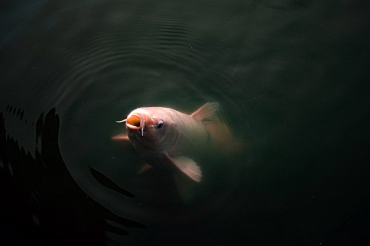 Сибирские ученые заявили о предраковых изменениях у всех больных описторхозом Сибирские ученые заявили о предраковых изменениях у всех больных описторхозом