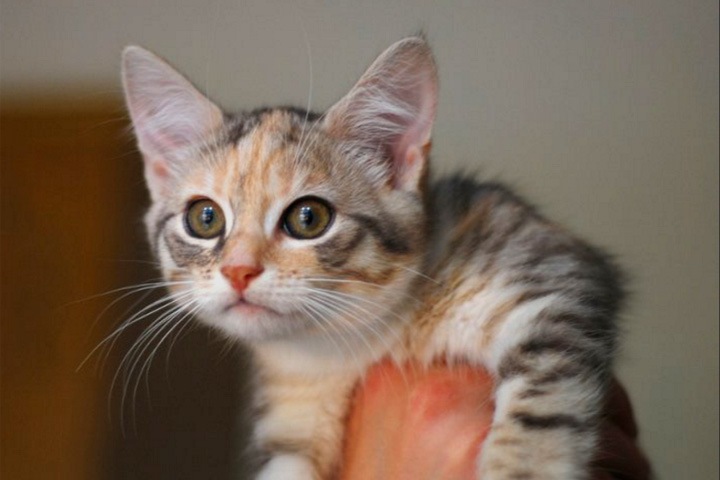 Житель Оби попал под уголовное преследование за жестокое убийство своего котенка Житель Оби попал под уголовное преследование за жестокое убийство своего котенка