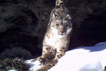 Уникальное видео получено на Алтае: в кадр попало целое семейство снежных барсов 