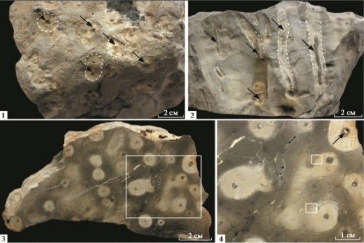 Следы живших полмиллиона лет назад червей и раков нашли в Красноярском крае Следы живших полмиллиона лет назад червей и раков нашли в Красноярском крае