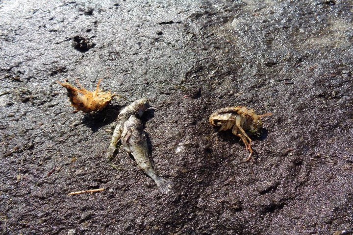 Погибшая на севере Байкала рыба была заражена паразитами