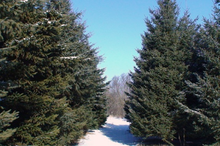 Новосибирские ели обработают антивандальным раствором