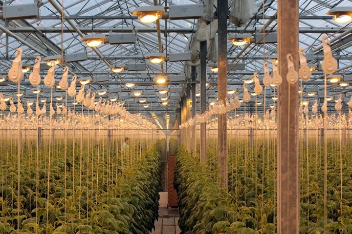 Алтайскую агрокомпанию, в которой увольняют персонал, отдают новосибирскому комбинату