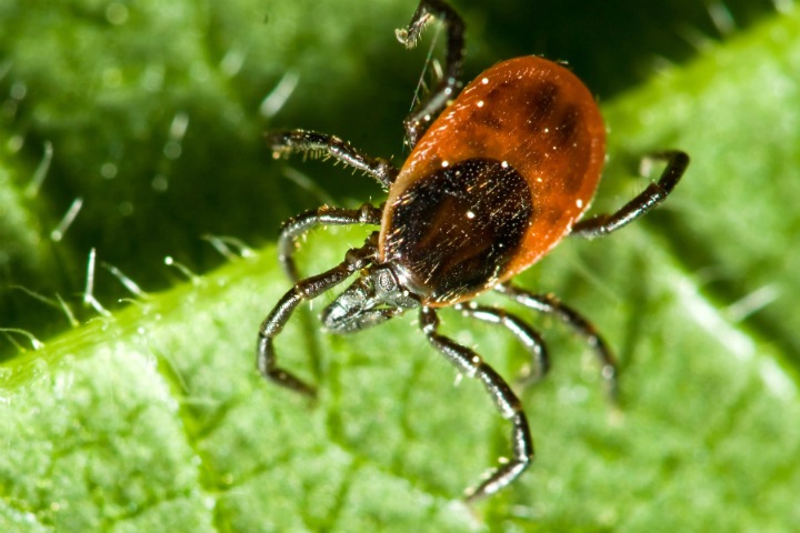 Уральские ученые нашли эффективный препарат против клещевого энцефалита. Его испытали в Красноярске Уральские ученые нашли эффективный препарат против клещевого энцефалита. Его испытали в Красноярске