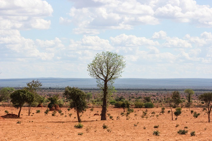 Африканскую жару через 50 лет спрогнозировали для Сибири