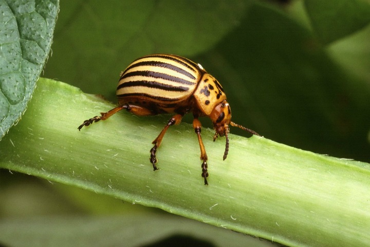 Томские ученые создали робота для борьбы с колорадским жуком Томские ученые создали робота для борьбы с колорадским жуком