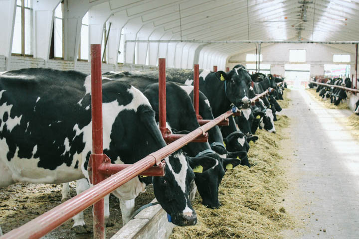 Владимир Путин наградил алтайскую доярку Ролдугину Владимир Путин наградил алтайскую доярку Ролдугину