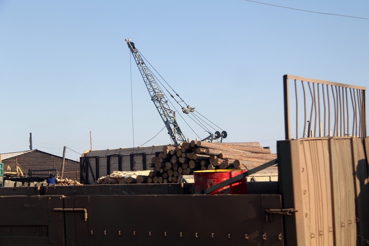 Около половины незаконных рубок леса в России приходится на Иркутскую область