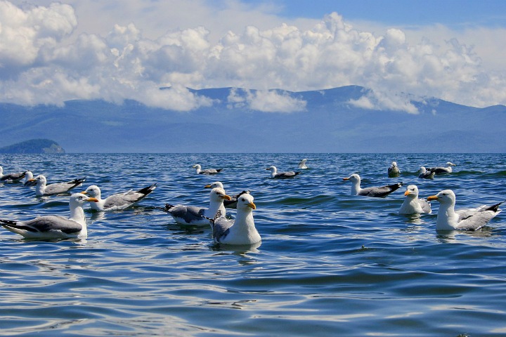 Why Omsk region lost part of its coat of arms. Siberia in a week Why Omsk region lost part of its coat of arms. Siberia in a week