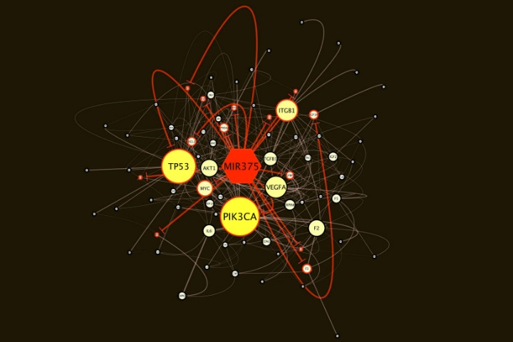 Исследователи обнаружили связанную с инфарктом молекулу Исследователи обнаружили связанную с инфарктом молекулу