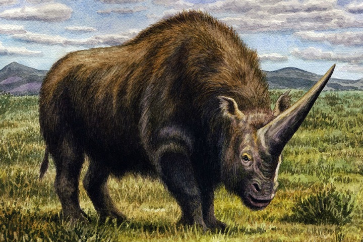 «Сибирский единорог» оказался современником людей. Узнать это ученым помогли пещерные гиены «Сибирский единорог» оказался современником людей. Узнать это ученым помогли пещерные гиены