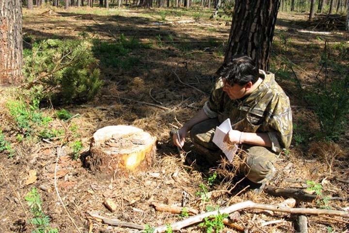 Новосибирские власти переложили ответственность за судьбу Караканского бора на муниципалитеты