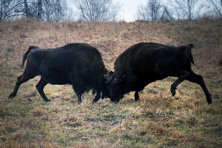 Безмолвные стражи Алтая Безмолвные стражи Алтая