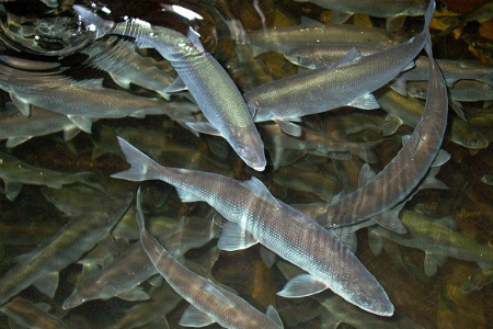 Главный враг омуля: «Номер один» выявил «законный» бизнес, масштабы которого не снились браконьерам