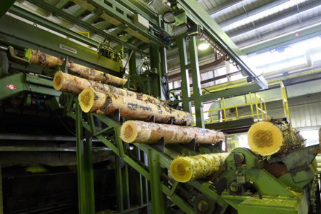 IKEA увеличит закупки леса в Томской области 